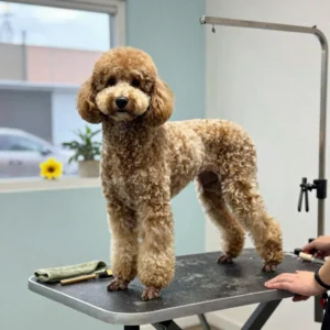 Large Dog Full Groom